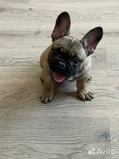 Щенок французского бульдога