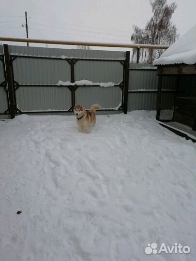 В добрые руки