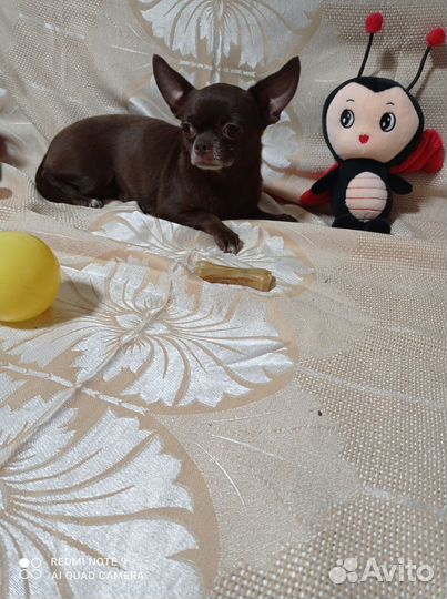 Взрослая девочка