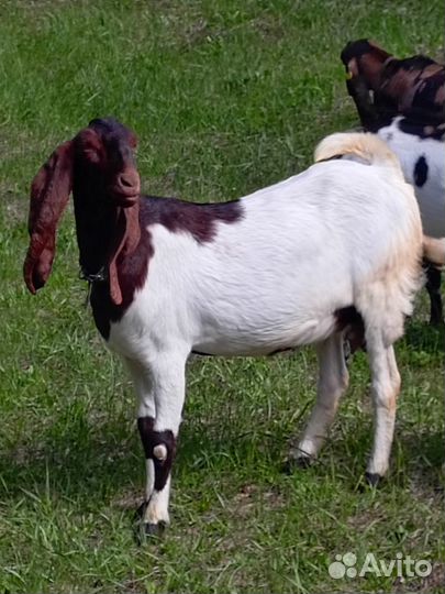 Козы камори