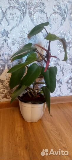 Филодендрон Кровавая Мэри Bloody Mary