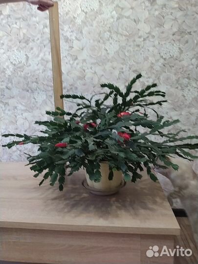 Цветок декабрист