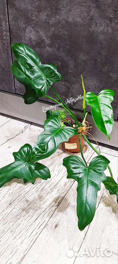 Филодендрон Черригатс