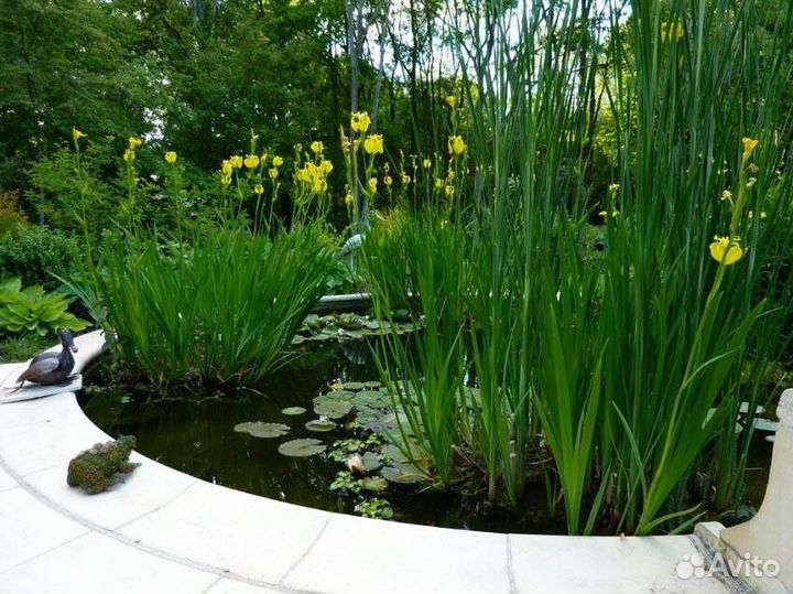 Растения для пруда - ирис трава