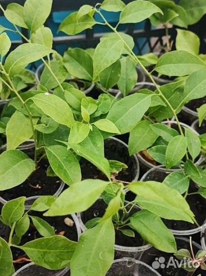 Рассада цветов для сада и дома