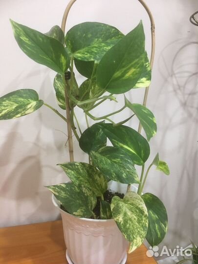 Хлорофитумы,Сциндаптус