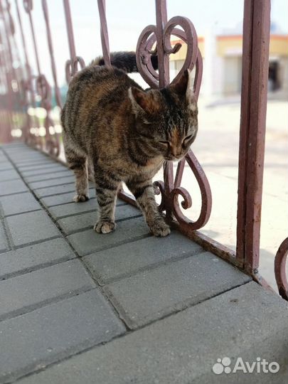 Ласковая кошечка