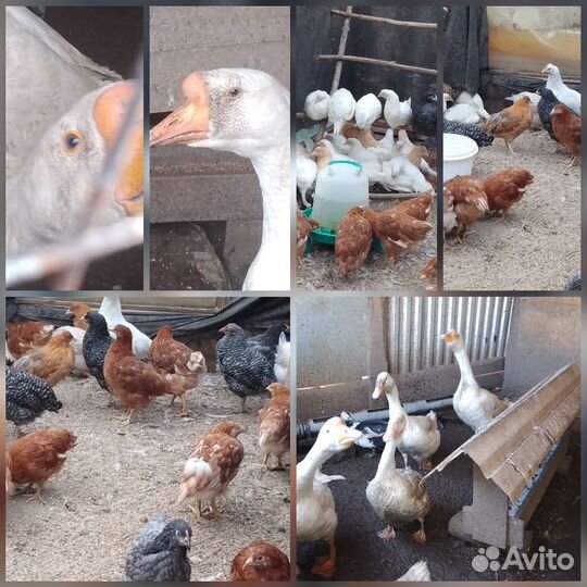 Курочки молодки