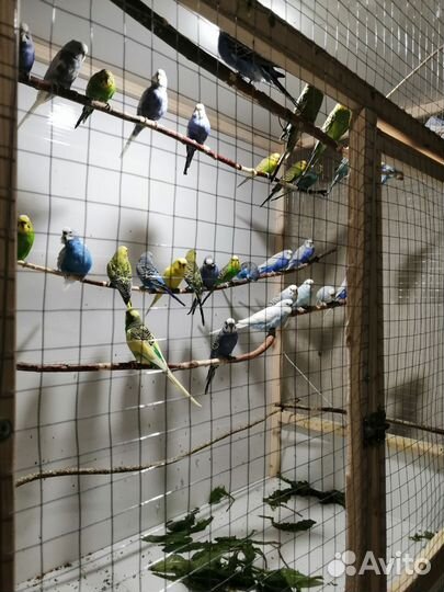 Продаются волнистые попугайчики