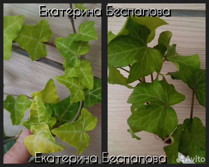 Hedera сортовые часть3. Surprise