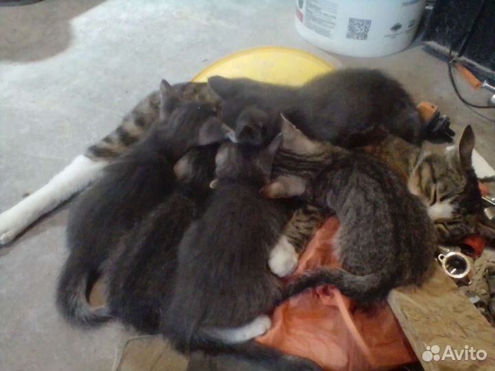 Котята в добрые руки бесплатно