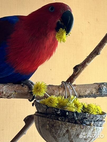 Попугаи эклектус