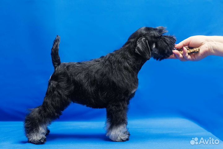 Цвергшнауцер щенки