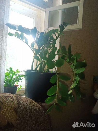 Замиокулькас