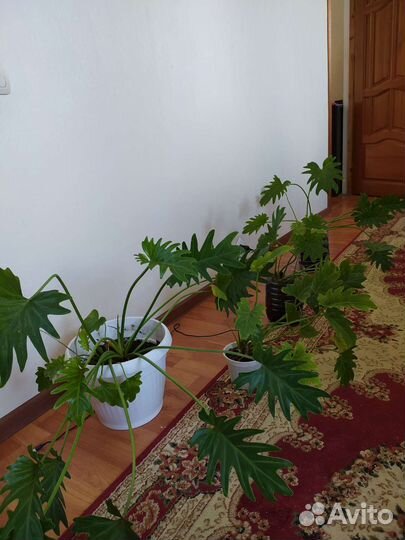 Филодендрон Ксанаду