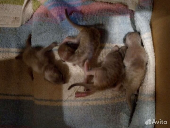 Малыши сурикатики