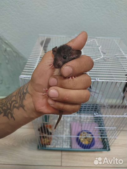 Крыса дамбо