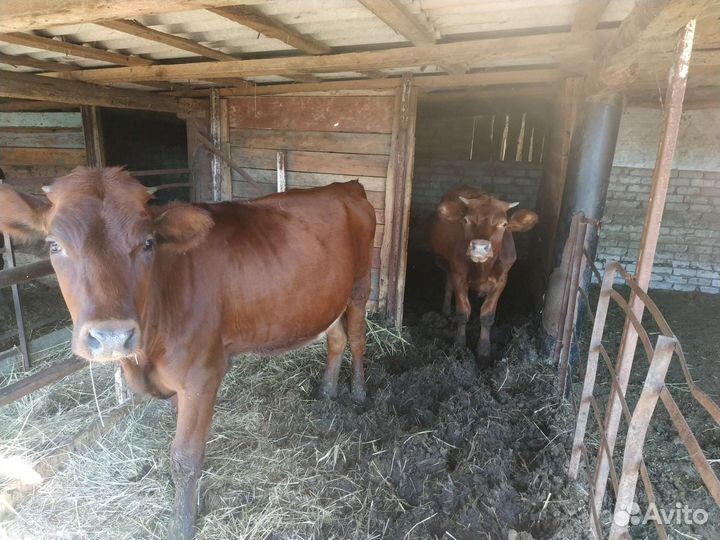 Бык и телка