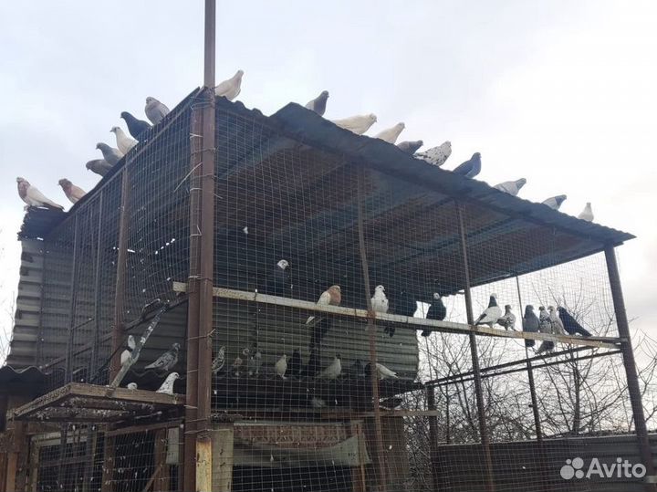 Породистые голуби