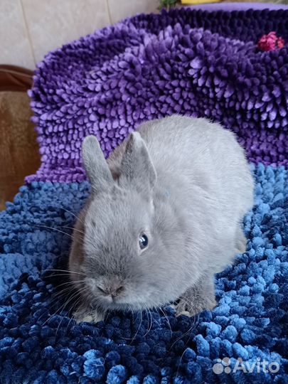 Нидерландский карлик