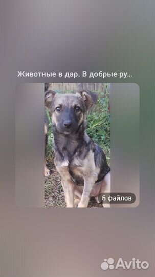 Кутенок в добрые руки