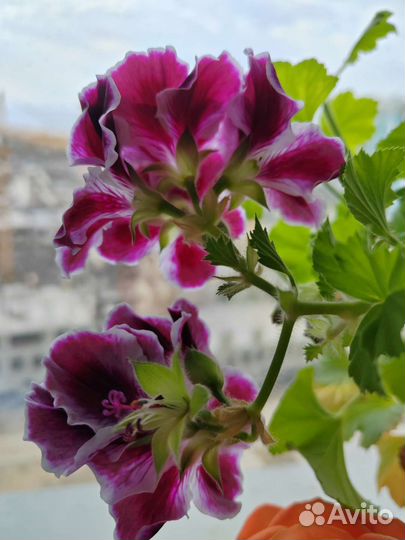 Пеларгония герань Королевская