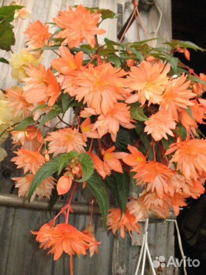 Бегонии ампельные, Беллеконии