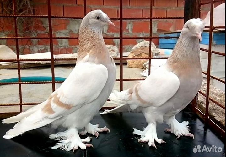 Голуби Бойные