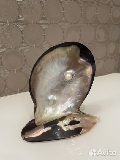 Жемчужина в раковине из Зимбабве