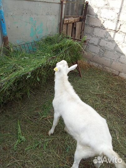 Продаются козы и козел