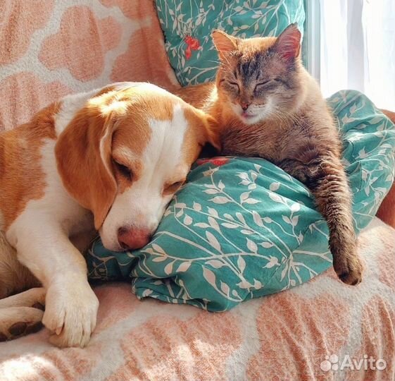 Передержка кошек и собак, выгул собак, зооняня