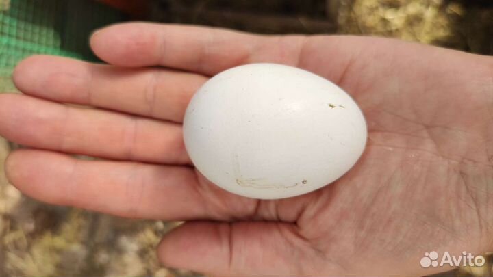 Старинная русская порода кур. Сибирская мохножка