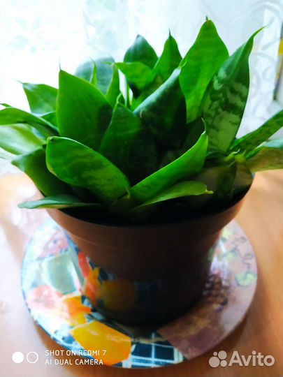 Сансевиерия