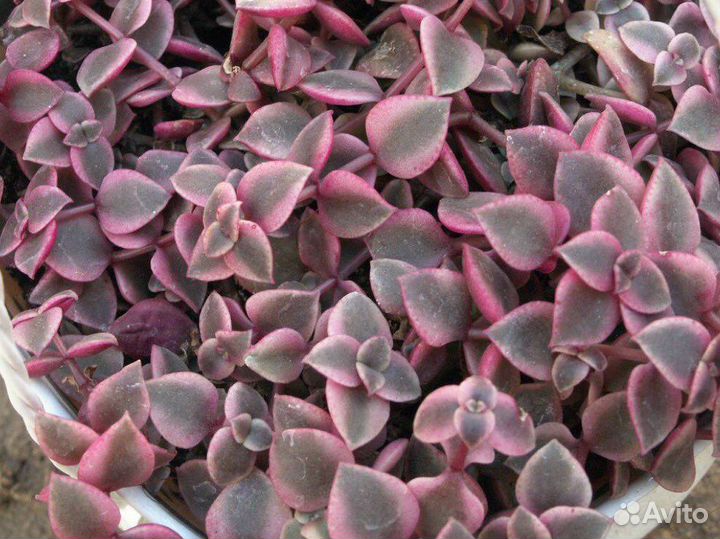 Крассула пеллюцида