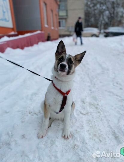 Щенок девочка Мируся