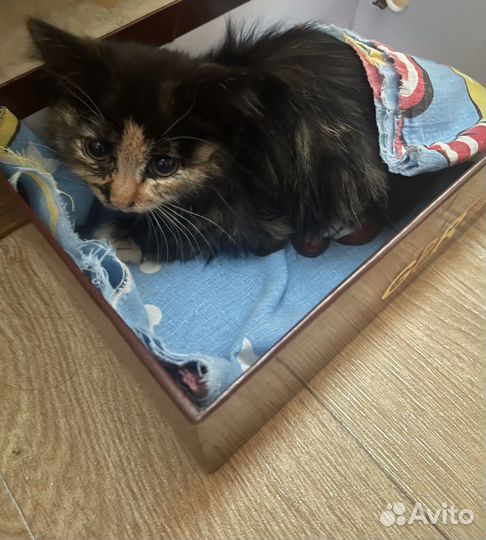 Котенок в добрые руки