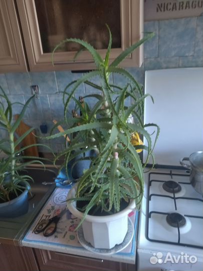 Цветок алоэ