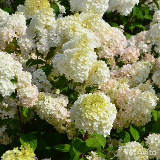 Гортензия метельчатая 1.2-1.5м информ в описании