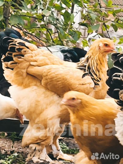 Инкубационное яйцо кур