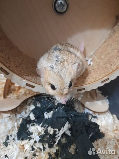 Жирнохвостая песчанка самка