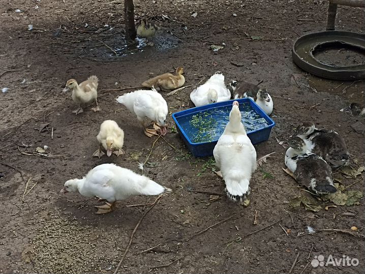 Домашние индоутки