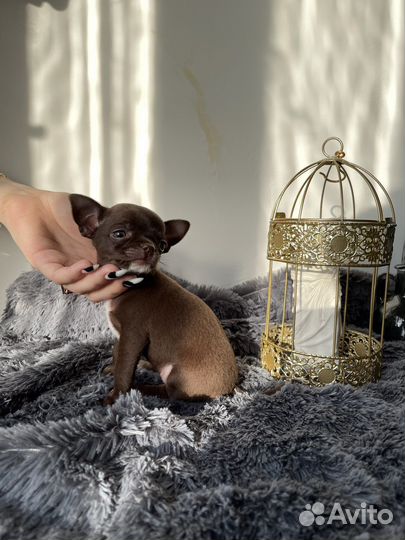 Щенки чихуахуа девочки mini
