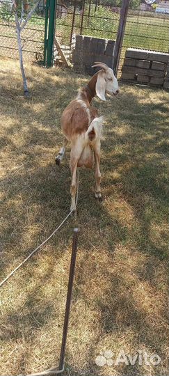 Продам Козочек ценыразные на кажд/всех вместе 95к