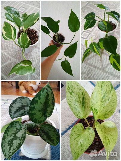 Сциндапсусы. Филодендроны. Эпипремнумы