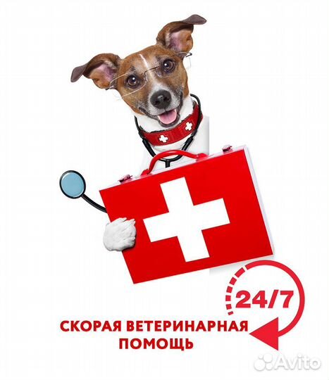 Ветеринарный врач на дом круглосуточно