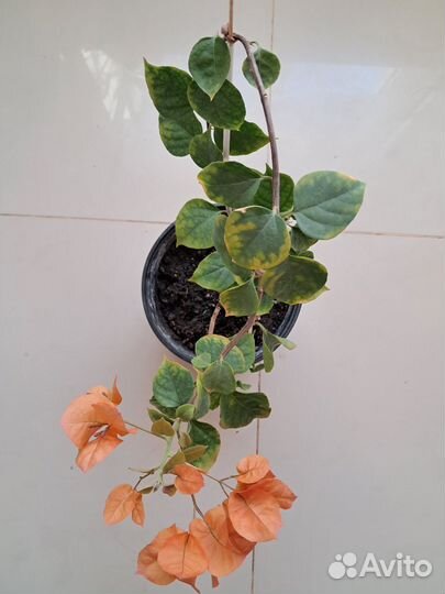 Бугенвилия