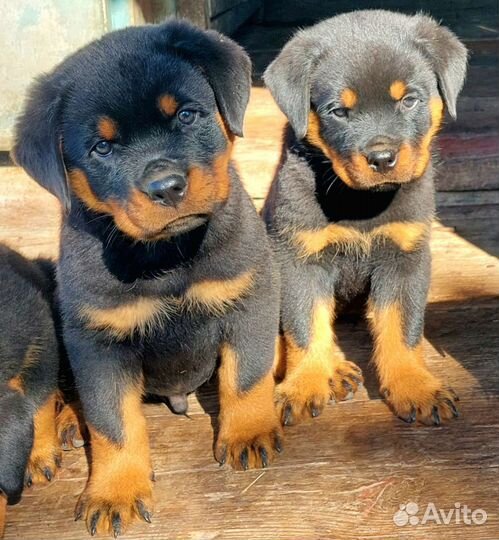 Щенки ротвейлера