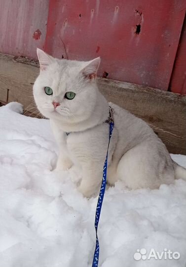 Вязка с котом