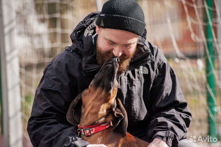 Воспитание и дрессировка собак uncle.vania