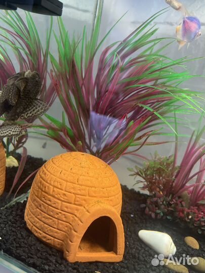 Аквариум с рыбками бу